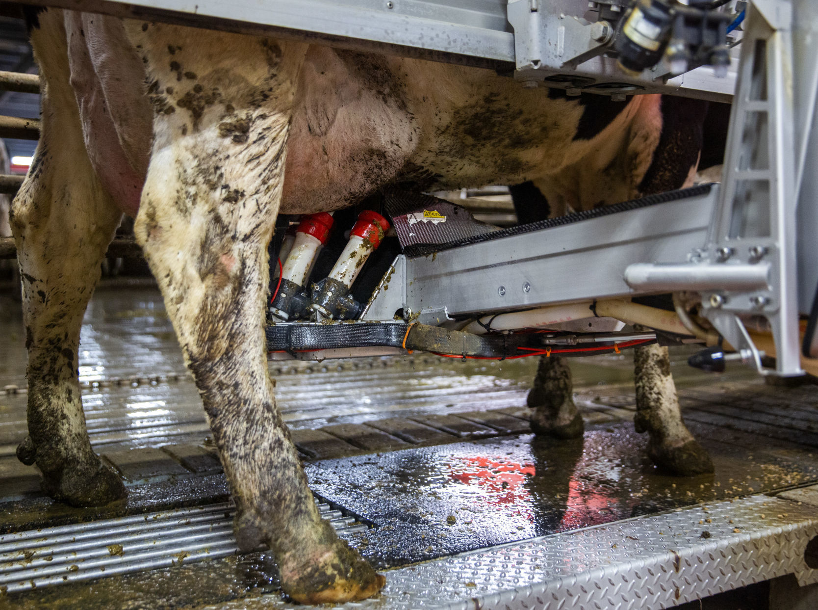 Robotic dairy
